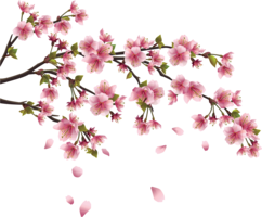 nature & sakura free transparent png image.