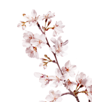 nature & Sakura free transparent png image.