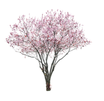 nature & Sakura free transparent png image.