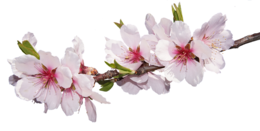 nature & Sakura free transparent png image.