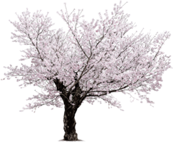 nature & Sakura free transparent png image.