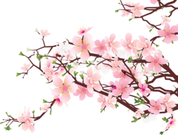 nature & sakura free transparent png image.