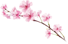 nature & sakura free transparent png image.