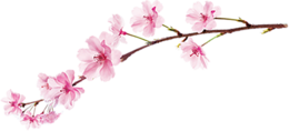 nature & Sakura free transparent png image.