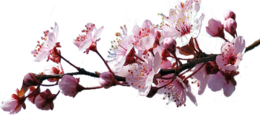 nature & Sakura free transparent png image.