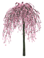 nature & Sakura free transparent png image.