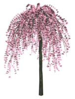 nature & sakura free transparent png image.