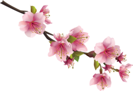 nature & Sakura free transparent png image.