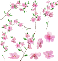 nature & sakura free transparent png image.