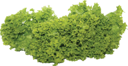 vegetables & salad free transparent png image.