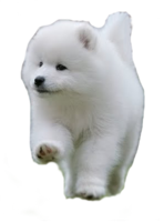 animals & Samoyed dog free transparent png image.
