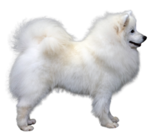 animals & Samoyed dog free transparent png image.