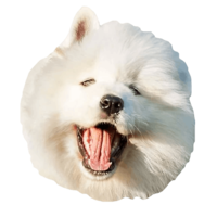 animals & Samoyed dog free transparent png image.