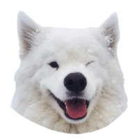 animals & samoyed dog free transparent png image.