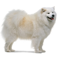 animals & Samoyed dog free transparent png image.