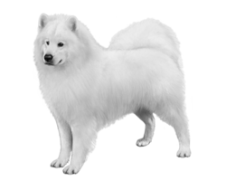 animals & samoyed dog free transparent png image.