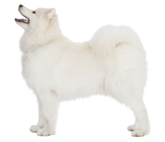 animals & samoyed dog free transparent png image.