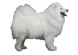 animals & samoyed dog free transparent png image.