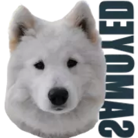 animals & Samoyed dog free transparent png image.