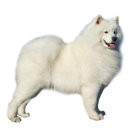 animals & samoyed dog free transparent png image.