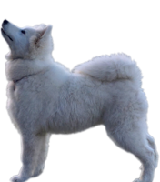 animals & Samoyed dog free transparent png image.