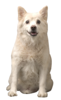 animals & Samoyed dog free transparent png image.
