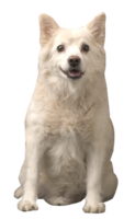 animals & samoyed dog free transparent png image.