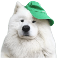 animals & Samoyed dog free transparent png image.