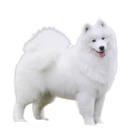 animals & Samoyed dog free transparent png image.