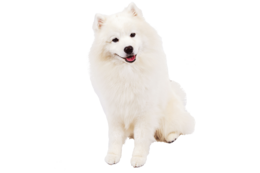 animals & Samoyed dog free transparent png image.