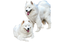 animals & Samoyed dog free transparent png image.