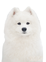 animals & Samoyed dog free transparent png image.