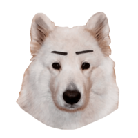 animals & samoyed dog free transparent png image.