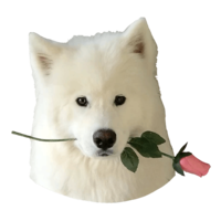 animals & Samoyed dog free transparent png image.