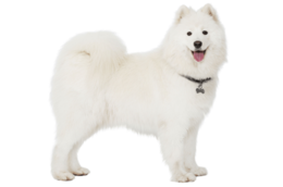 animals & Samoyed dog free transparent png image.