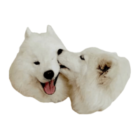 animals & Samoyed dog free transparent png image.