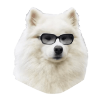 animals & samoyed dog free transparent png image.