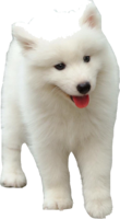 animals & samoyed dog free transparent png image.