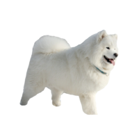 animals & samoyed dog free transparent png image.