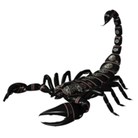 insects & scorpions free transparent png image.