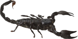 insects & scorpions free transparent png image.