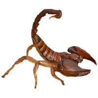 insects & Scorpions free transparent png image.