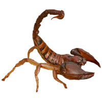 insects & scorpions free transparent png image.