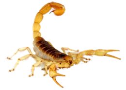 insects & scorpions free transparent png image.