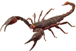 insects & scorpions free transparent png image.