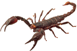 insects & scorpions free transparent png image.