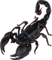 insects & Scorpions free transparent png image.