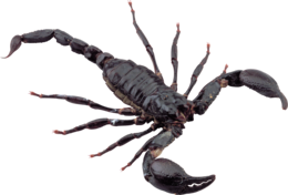 insects & Scorpions free transparent png image.