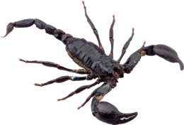 insects & scorpions free transparent png image.