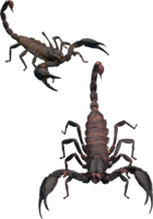 insects & scorpions free transparent png image.